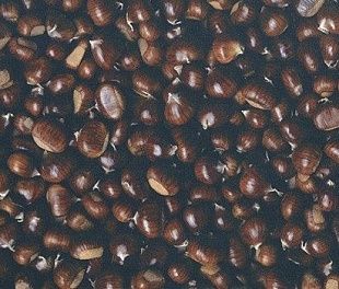 Пробковое покрытие RCork Digital PHOTOCORK Ambition (клеевое) PB-CP Chestnut