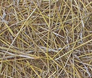 Пробковое покрытие RCork Digital PHOTOCORK Ambition (клеевое) PB-CP Straw