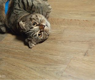 Кварцвиниловая плитка Vinilam Click 4 мм Дуб Дрезден 88006012