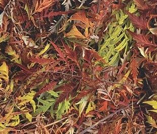 Пробковое покрытие RCork Digital PHOTOCORK Ambition (клеевое) PB-CP Autumn Brake