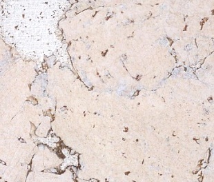 Пробковое покрытие CORKART Настенное 324c WW (PW3 324c WW-3.0) Пробковое покрытие CORKART Настенное 324c WW (PW3 324c WW-3.0)
