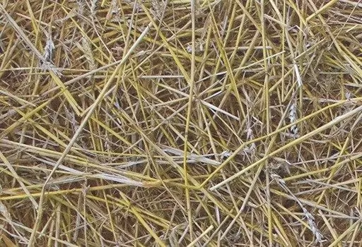 Пробковое покрытие RCork Digital PHOTOCORK Ambition (клеевое) PB-CP Straw